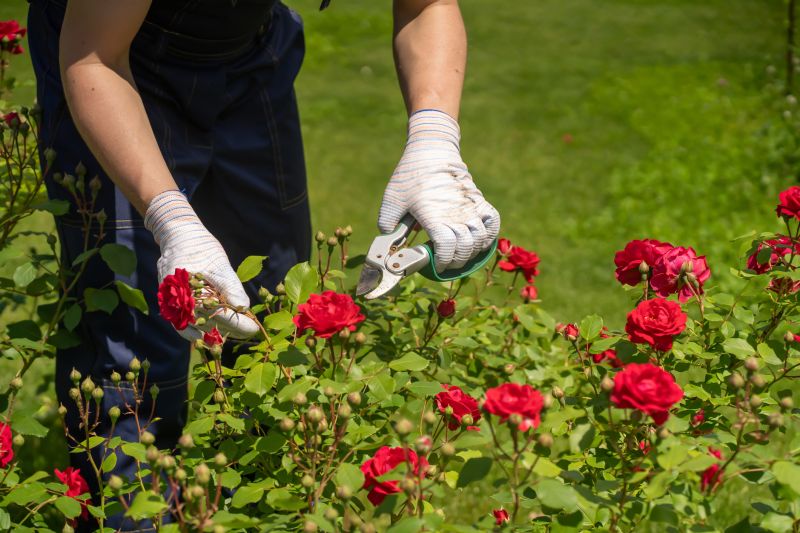 Knockout Roses Pruning