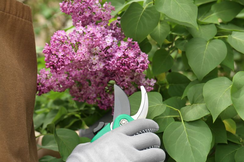 Lilac Pruning Service