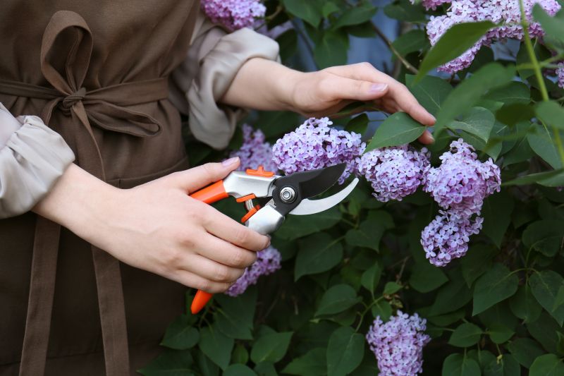 Lilac Trimming Service