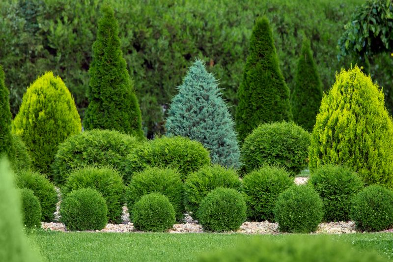Decorative Shrubs in a Yard
