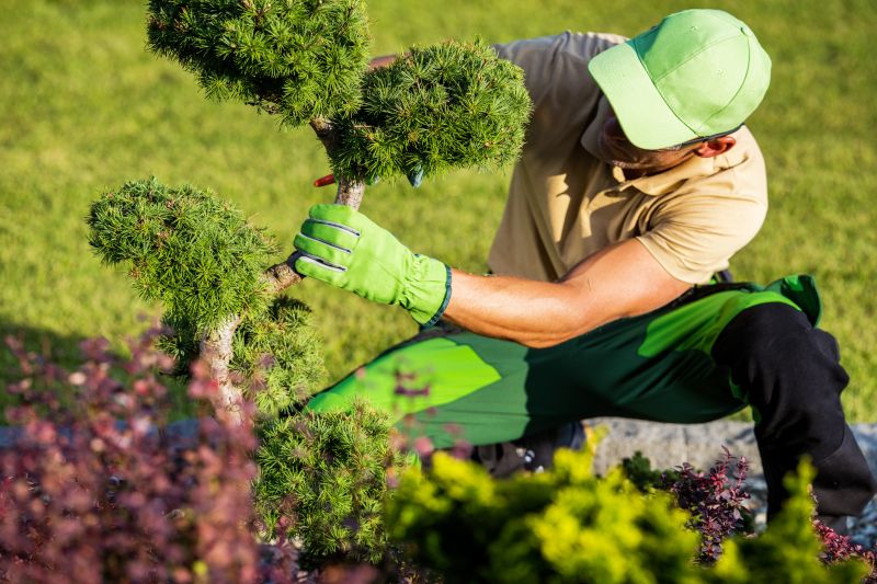 Summer Shrub Trimming