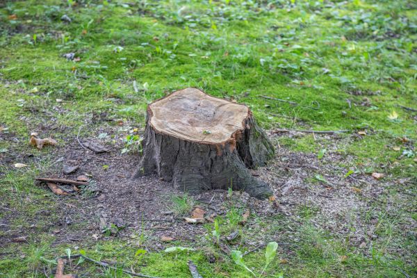 Bush Stump Removal in Joplin