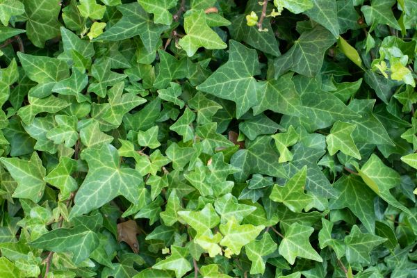 English Ivy Removal in Joplin