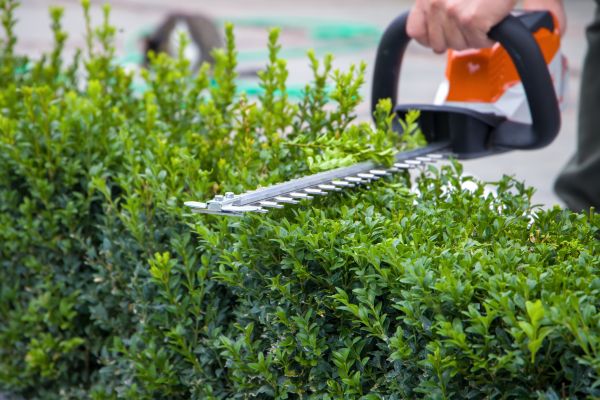Hedge Pruning in Joplin