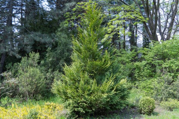 Juniper Pruning in Joplin