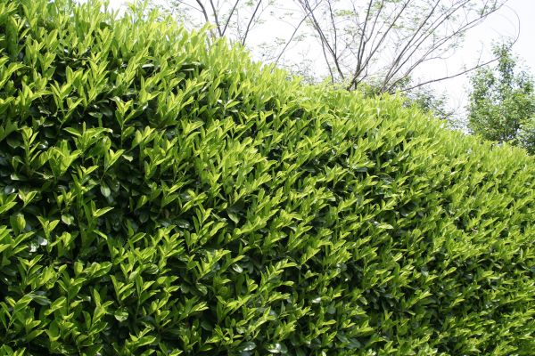 Laurel Removal in Joplin