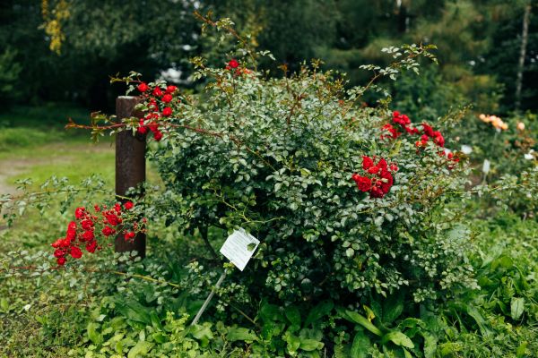 Rose Bush Removal in Joplin