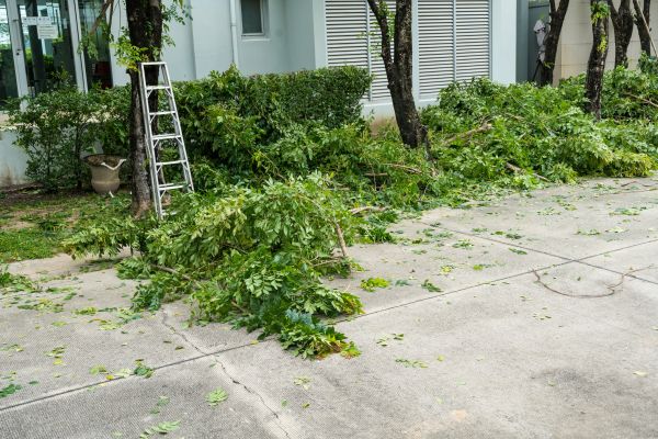 Tree And Shrub Removal
