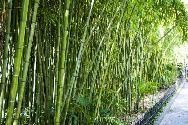 Bamboo Root Removal in Joplin