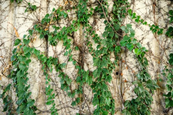 Vine Removal Service in Joplin