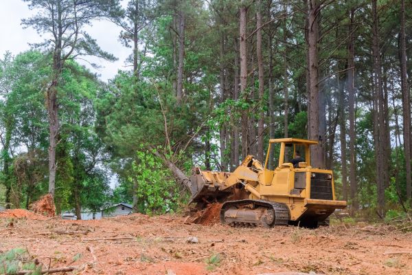Tree And Shrub Clearance