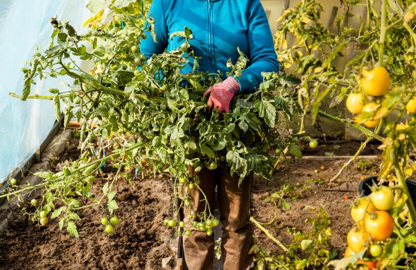 Garden Plant Removal in Joplin