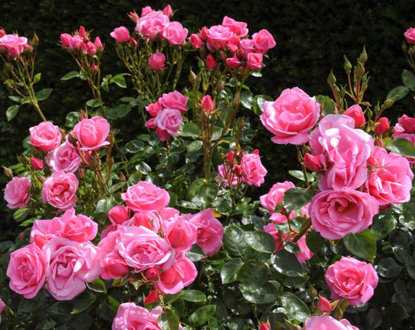 Rose Bush Extraction