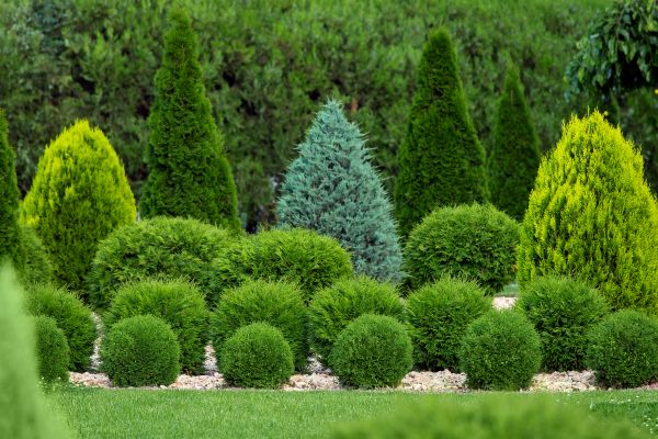 Cost of Shrub Shaping in Joplin