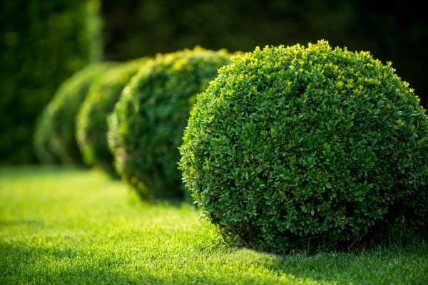 Cost of Bush Pruning in Joplin