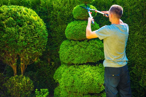 Topiary Shaping in Joplin