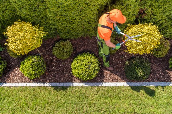 Topiary Trimming in Joplin
