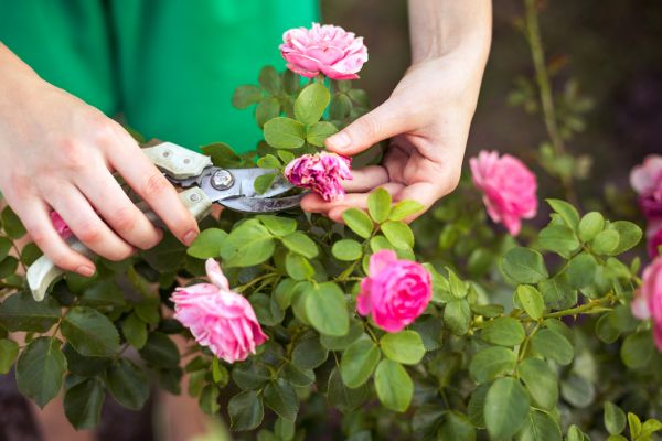 Rose Shearing in Joplin