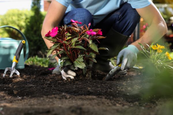 Plant Relocation