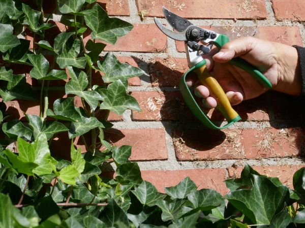 Ivy Removal Service in Joplin