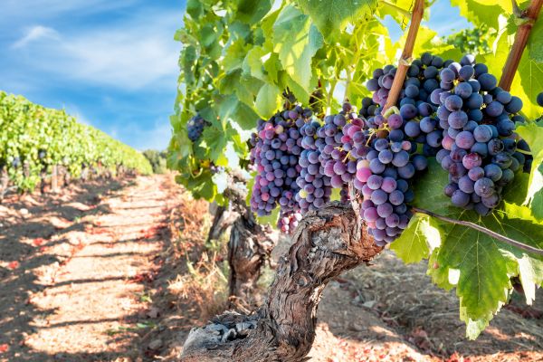 Cost of Grapevine Pruning in Joplin