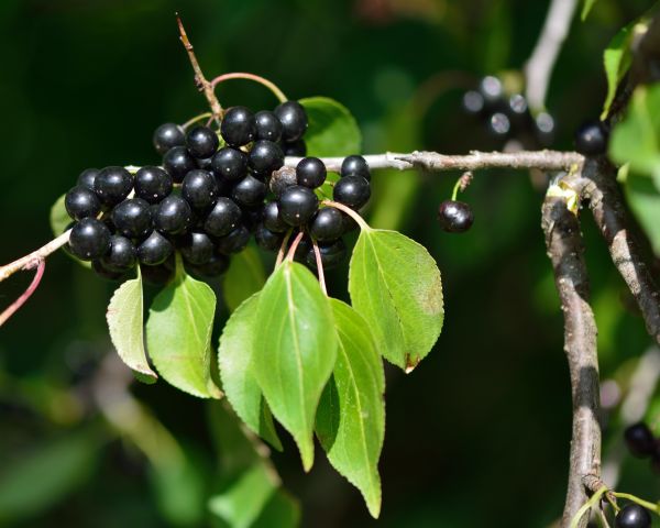 Buckthorn Removal in Joplin
