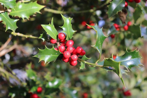 Cost of Holly Tree Trimming in Joplin
