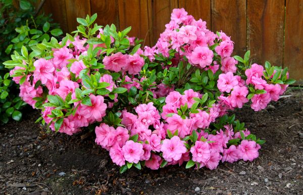 Azaleas Removal in Joplin