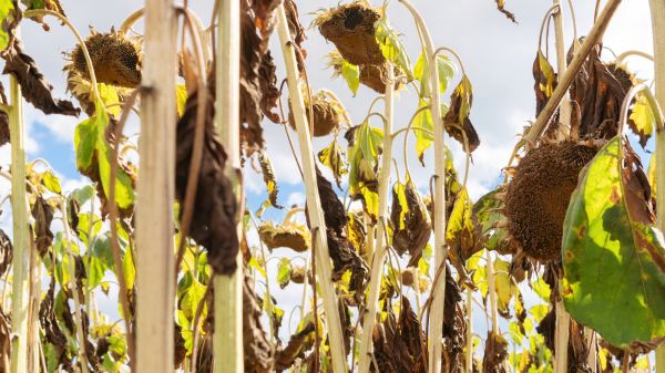 Dead Plant Removal in Joplin