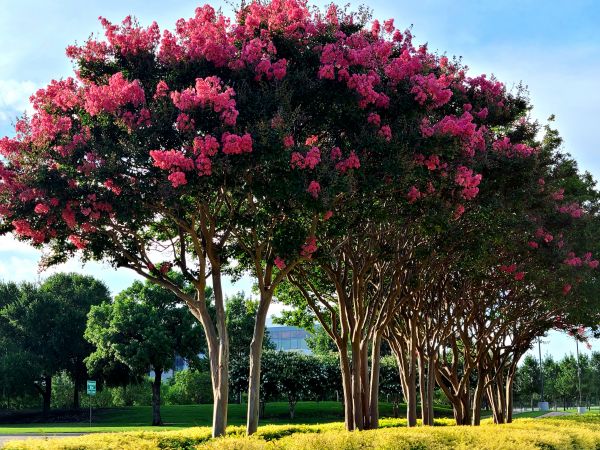 Cost of Crepe Myrtle Pruning in Joplin