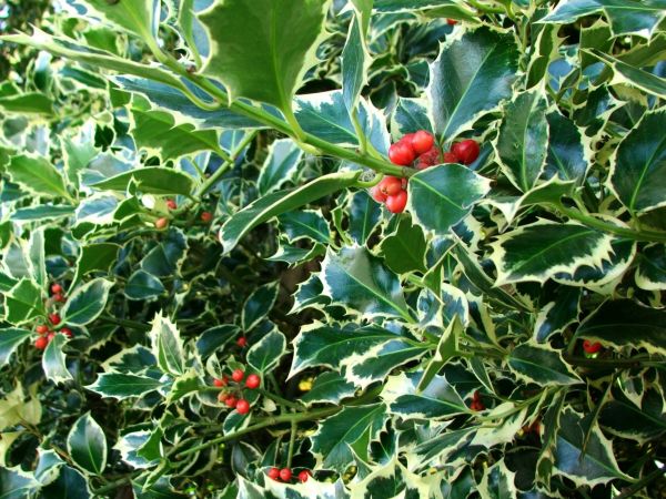 Cost of Holly Bushes Trimming in Joplin
