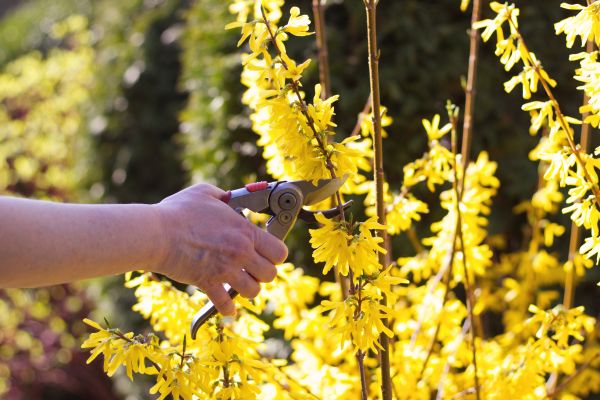 Forsythia Pruning in Joplin