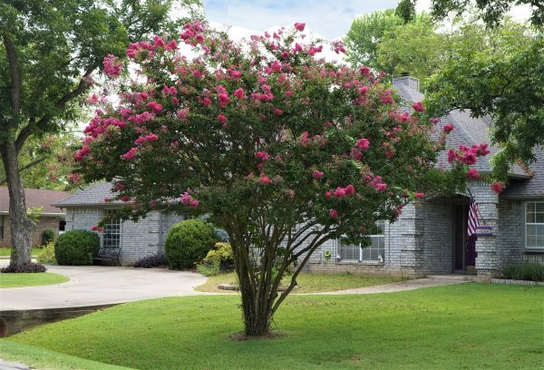 Crepe Myrtle Trimming in Joplin