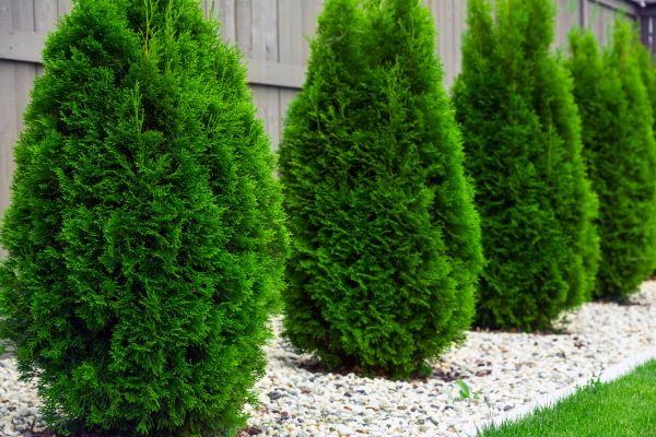 Arborvitae Removal in Joplin