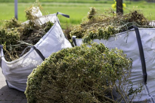 Shrubs Removal Service