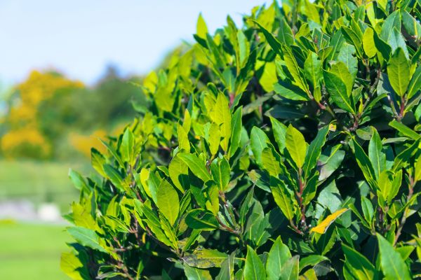 Laurel Maintenance