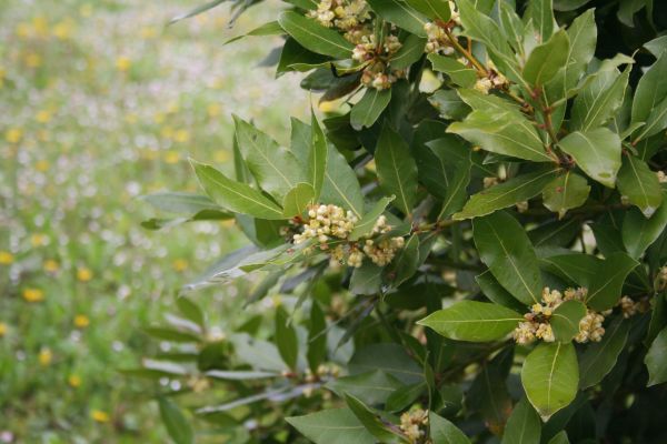 Laurel Trimming in Joplin