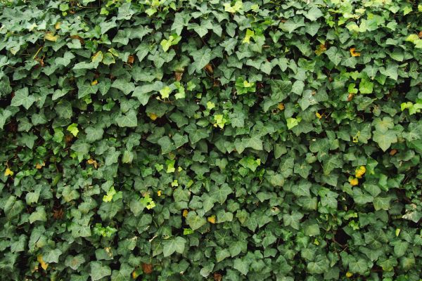 Ivy Pruning service in Joplin