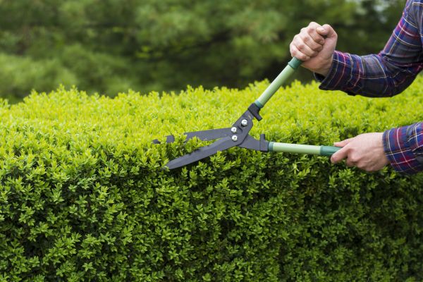 Evergreen Shrub Pruning in Joplin