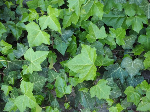 Ivy Extermination