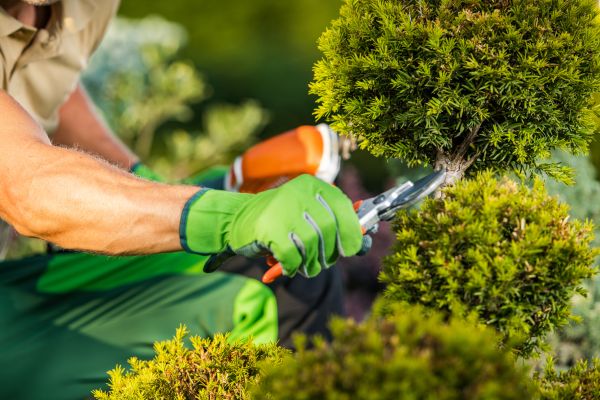 Landscape Pruning Service in Joplin
