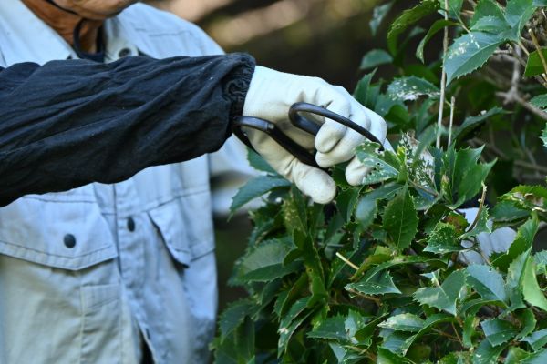Holly Pruning in Joplin