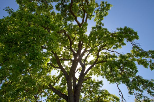 Tree Crown Reduction Service
