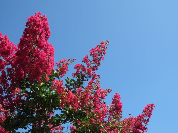 Crepe Myrtle Cutting