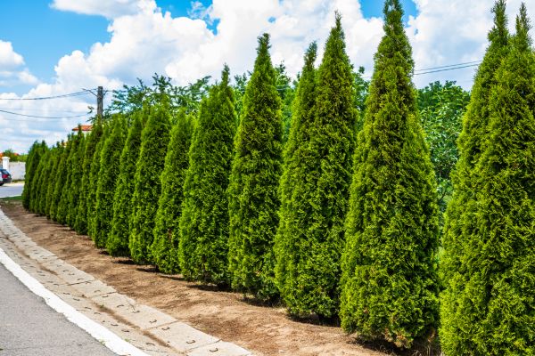 Arborvitae Shearing in Joplin
