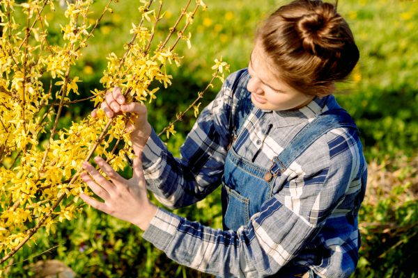 Cost of Forsythia Trimming in Joplin