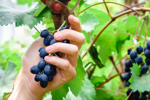 Vineyard Pruning in Joplin