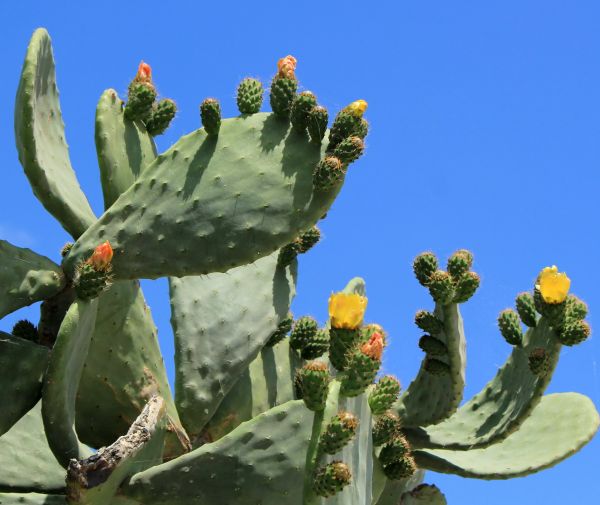 Cactus Removal in Joplin