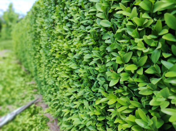 Cost of Boxwood Pruning in Joplin