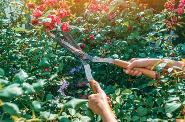 Knockout Roses Pruning in Joplin